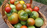 помидоры, красные, бурые, зеленые, в корзине