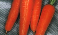 Первая морковка самая сладкая