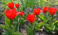 красные обыкновенные тюльпаны