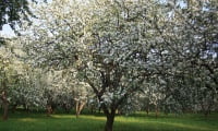 цветущие яблони
