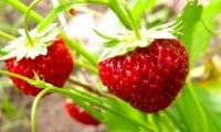Wild strawberry garden.jpg