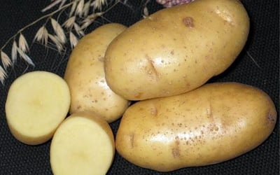 Вот такой картофель может вырастить каждый.
