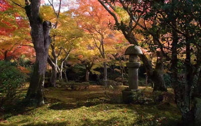 Клены в японском саду
