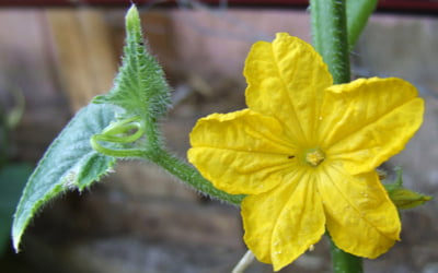 цветок, желтый, зеленый лист