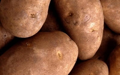 Глазки клубней картофеля