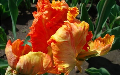 Попугайные тюльпаны относятся к группе поздноцветущих тюльпанов