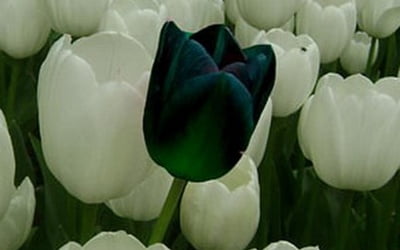 Черный тюльпан 
