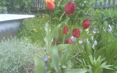 Тюльпан многоцветковый