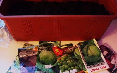 Ящик для рассады капусты и семена разных сортов капусты.
