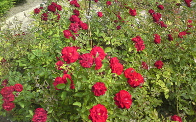 A rose bush — a lot of flowers.Цветущий розовый куст — обилие цветков.