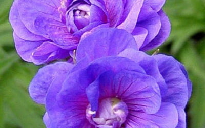 герань -цветок холодных тонов