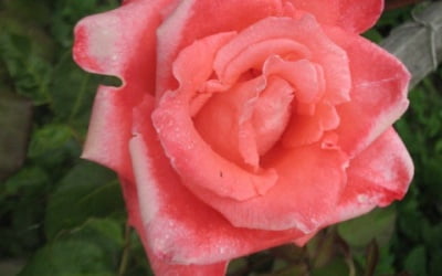 розовая роза фото