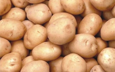 фото картофеля