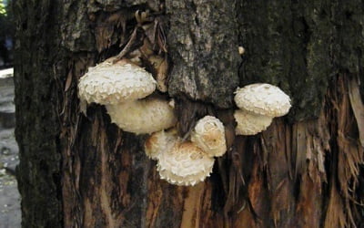 гриб на дереве