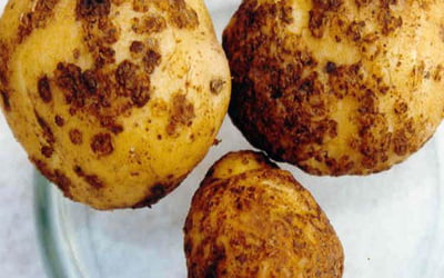 Повреждение картофельной нематодой