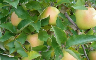 Спелые яблоки сорта Мутсу на дереве