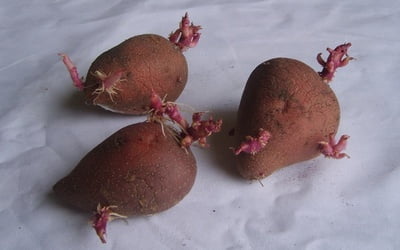 Картофельные клубни с ростками