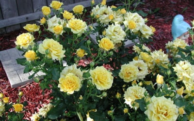 Желтые мини-розы