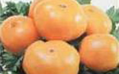 Оранжевые помидоры