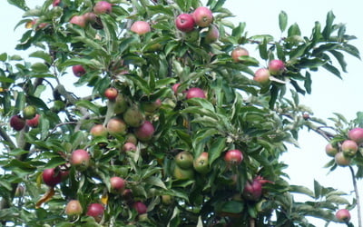 урожай на привитой яблоне