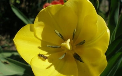 желтый тюльпан