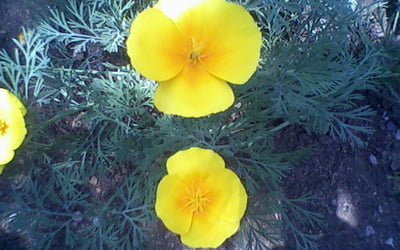 цветки эшшольции