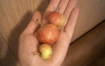 незрелые яблоки