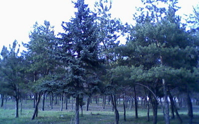 Родительские деревья моего дачного леса.