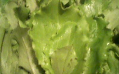 Листовой салат 