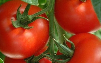 Planting of tomatoes.jpg