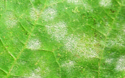 зеленый лист, порожен, мучнистой росой, серые пятна 