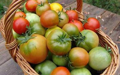помидоры, красные, бурые, зеленые, в корзине