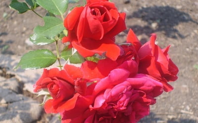 Цветение плетистой розы