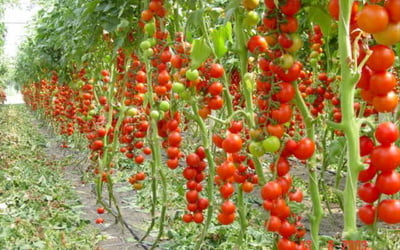 томаты привязаные к шпалере