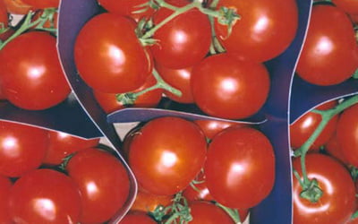 красные, помидоры