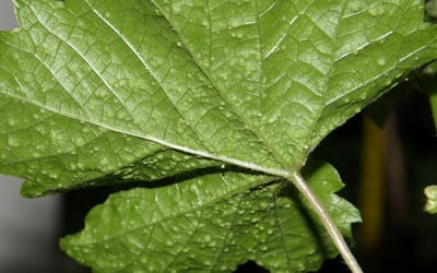 Зараженный лист винограда